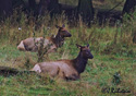 Cervus elaphus roosevelti Merriam